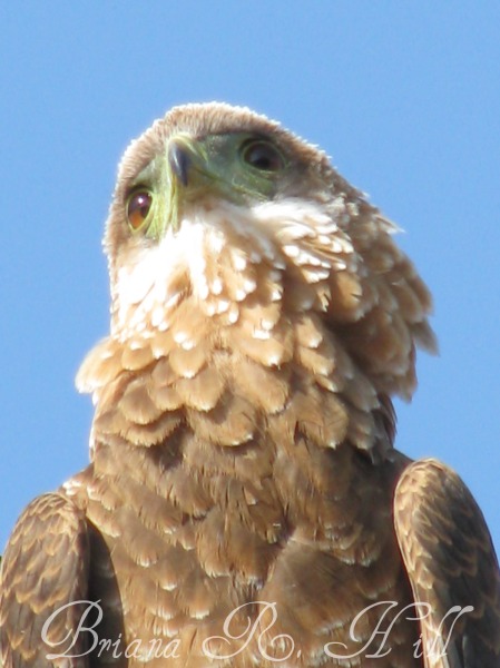 Eagle Close Up Watermark