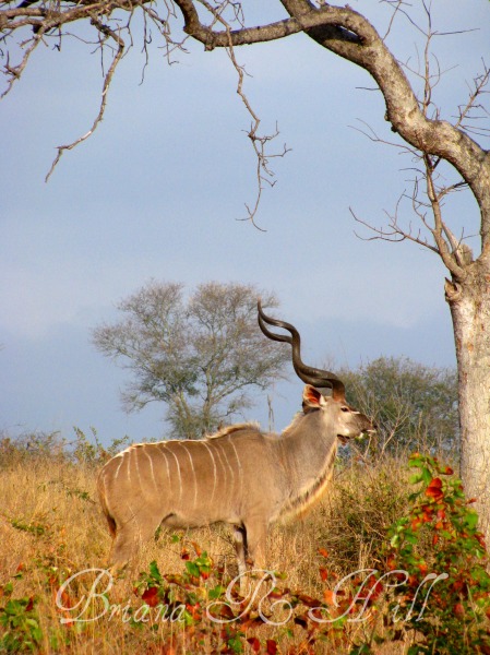Kudu Watermark